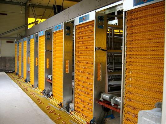 高效智能養(yǎng)殖新篇章 探秘自動集蛋系統(tǒng)與計算機系統(tǒng)集成